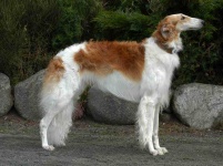 image of borzoi