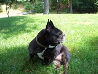 image of french_bulldog #32