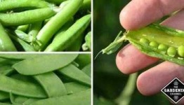 image of peas #12