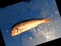 image of fish