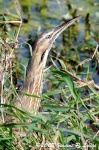 image of bittern