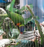 image of lorikeet
