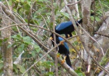 image of jay