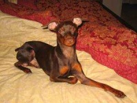 image of animal