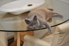 image of animal