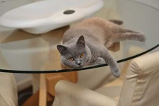 image of british_shorthair #15