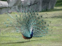 image of peacock