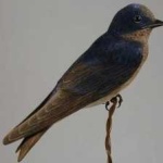 image of bird
