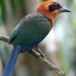 image of bird