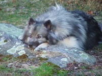 image of keeshond
