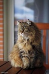 image of animal