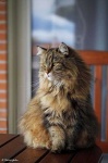 image of maine_coon #13