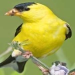 image of bird