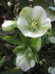 image of flower