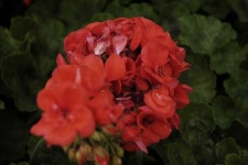 image of geranium #28