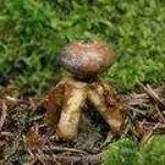 image of earthstar #5