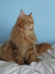 image of maine_coon #4