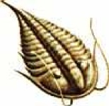 image of trilobite