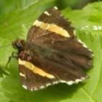 image of banded_butterfly #119