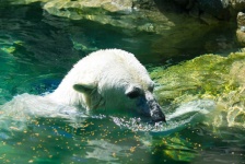 image of animal