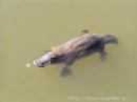 image of platypus