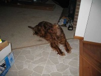 image of irish_setter