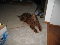 image of irish_setter #11