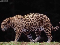 image of jaguar_car
