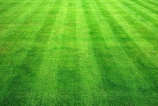 image of grass
