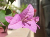 image of flower