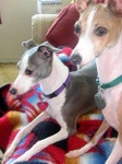 image of italian_greyhound