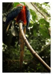 image of macaw