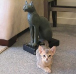 image of egyptian_cat