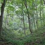image of forest