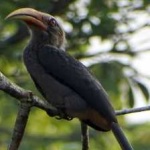 image of bird