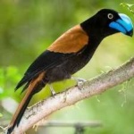 image of bird