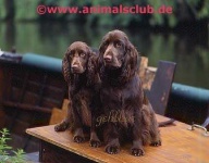 image of sussex_spaniel #22