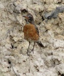 image of robin