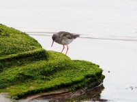 image of redshank