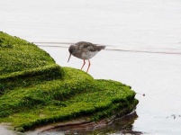 image of redshank #24