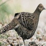 image of bird