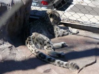 image of snow_leopard