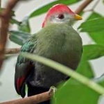 image of bird