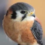 image of bird