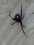 image of black_widow