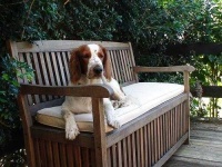 image of welsh_springer_spaniel #11