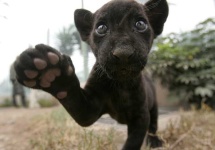 image of jaguar_car