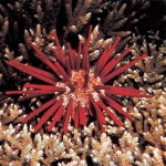 image of sea_urchin #0