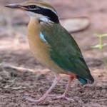 image of bird