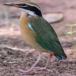 image of indian_pitta #31